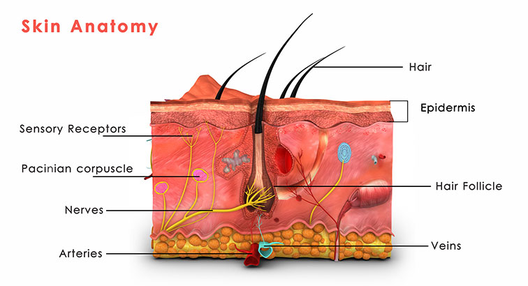 Hair Growth Cycle Diagram